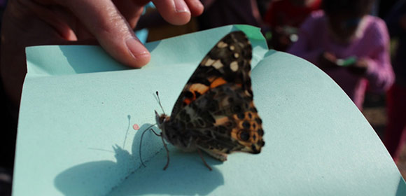 Bright Steps Forward Butterfly Release and Picnic